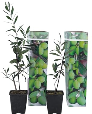 Plant in a Box - Olea Europaea - 2er Set - Olivenbaum - Höhe 25-40cm - Topf 9cm - Immergrüne Gartenpflanze Winterhart
