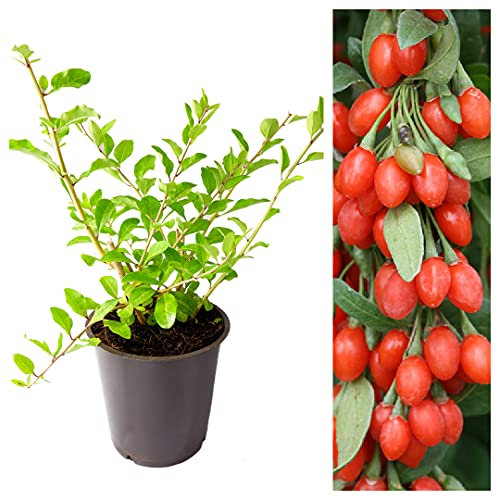Carbeth Plants - Goji Berry Plant in 9cm Pot - Lycium Superfood Hardy Fruit Bush for Outdoor Planting - 20-25cm in Height - Ideal for Growing Patio Pots, Beds and Borders