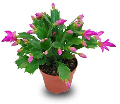 Verdecora Planta natural Ripsalis - Schlumbergera - Cactus de Navidad - Santa Teresita - planta de navidad natural (Maceta 9cm)
