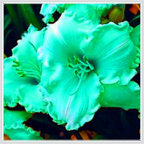 Perennial, Brilliant Daylily Bulbs,for Stunning Garden Displays-6 Bulbs-I