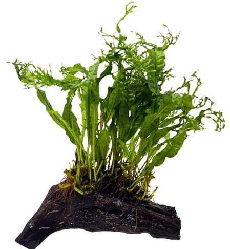 WASSERPFLANZEN WOLFF - Wurzel mit Javafarn WINDELOV/Microsorium pteropus windelov | Sofortige Deko-Wurzel, Barschfest & Anfängergeeignet | Aufsitzerpflanze für Mittel- & Hintergrund | Driftwood