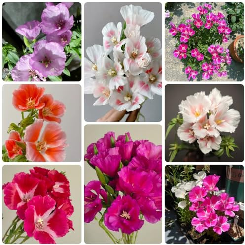 Semillas de azalea de verano, exóticas de exterior resistentes decoración semillas de decoración de sala de estar 400pcs