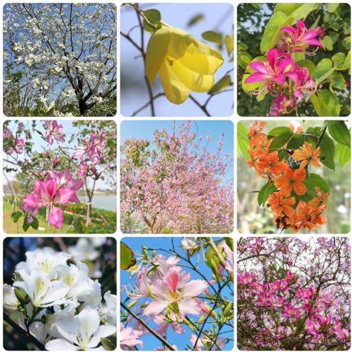 orchideenbaum zimmerbonsai schnittblumen orchideen-baum ausgefallene geschenke deko wohnzimmer balkon gartendeko für draußen winterharte gartenblumen gartenpflanzen winterhart 80samen