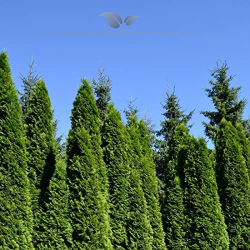 Gardline - Lebensbaum Thuja Smaragd 140-160 cm IM TOPF. 3-200 Heckenpflanzen. Thujahecke - 70 St. (ca. 28 Meter)