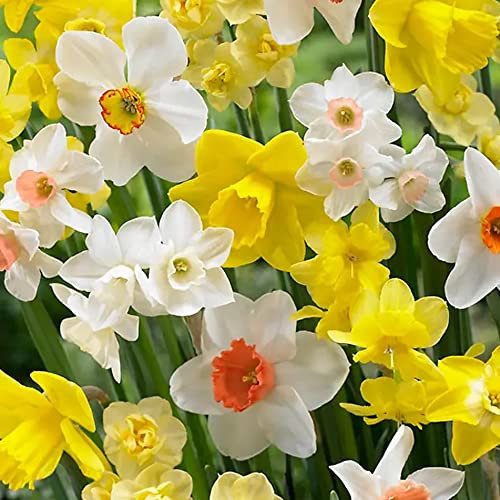 3 x Narcissus All Types Mixed – Spring Flowering Bulbs - Bright & Breezy Blend of Spring Daffodil Blooms – Perennial – for Your Beautiful Garden
