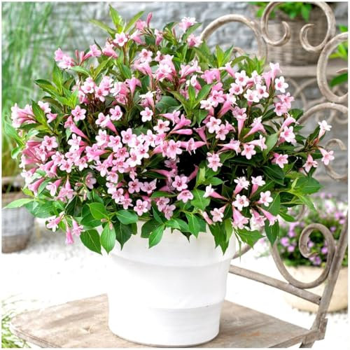 GrowOn Shrubs [2 Litre] Weigela Florida 'Pink Poppet' | Deciduous Shrub | Outdoor Garden Ready Plant | Spring and Summer Flowering | Pink Flowers
