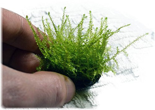Vesicularia reticulata - Erect Moss - Portion 4x6 cm *TOP-RARITÄT*