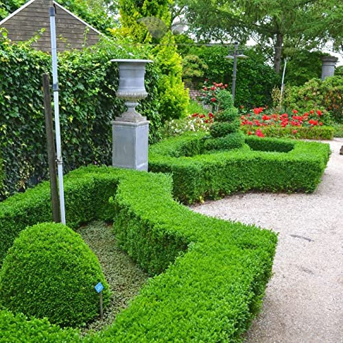 Gardline - Buchsbaum 30-40 cm IM TOPF. 10-200 immergrüne Heckenpflanzen. Buxus winterhart - 30 St. (ca. 6 Meter)