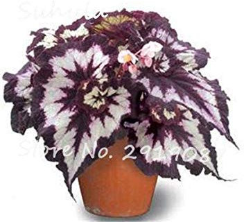 RIC 100 pcs Begonia Seeds Bonsai Beautiful Flower Seeds Courtyard Balcony coleos Seeds Begonia vase Plants do it Yourself House Garden purify 17: only Seeds