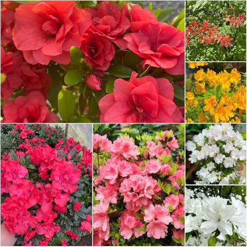 semillas de rododendro resistente resistentes al invierno para rododendro de jardín balcón semillas - Serie raras - decorativas para jardín 8pcs