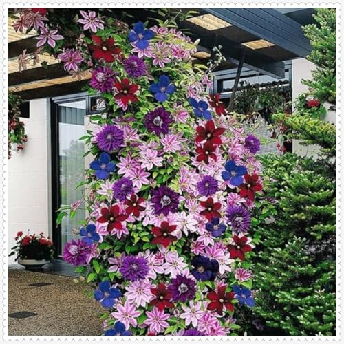 Clematide Pianta bulbi,piante erbacee perenni,clematide,Bulbi da fiori resistenti,Clematide cirrosa,clematide rampicante pianta,Tagliare(senza semi,Non artificiali)-8 bulbi-E