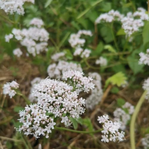 Semi di valeriana, resistenti per il giardino Valeriana officinalis, da cucina da giardino roccioso resistenti semi di medicinali prodotti 200pcs