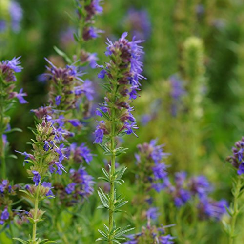 Blumixx Stauden Hyssopus officinalis ssp.aristatus - Zwerg-Ysop, im 0,5 Liter Topf, violettblau blühend
