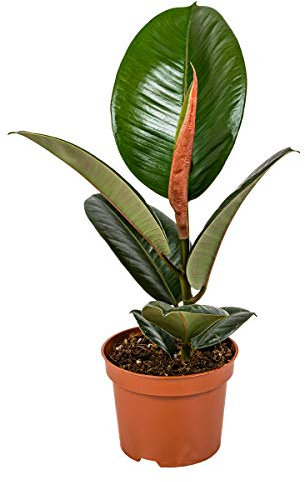 Fichi di gomma | Ficus 'Robusta' uguali unità - Piante da appartamento in vaso coltivato ⌀12 cm - cm 35