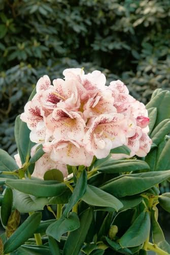 Rhododendron 'Prinses Maxima' - Winterharte Gartenpflanze, Blühende Hybride, Rosa Blüten, 40-50cm