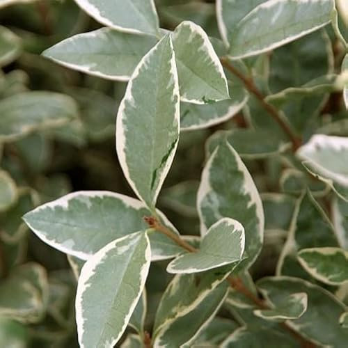 Vivai le Georgiche - Pianta vera di Ligustrum ovalifolium Argenteum Ligustrum ovalifolium 'Variegatum' Ligustro - vaso Ø 18 cm