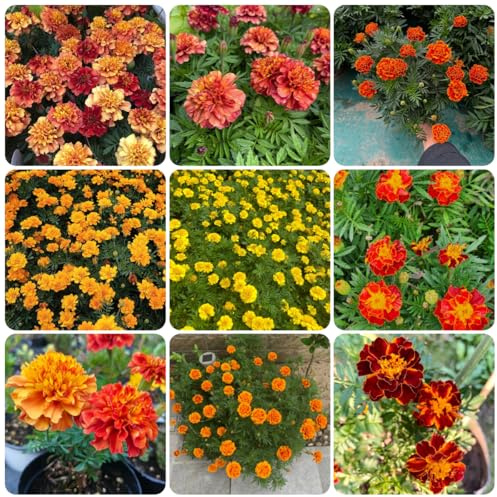 semi di calendula, balcone resistenti decorazione 800pcs