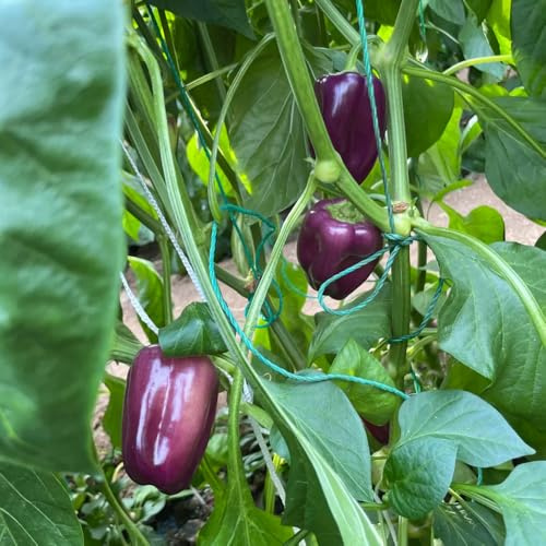 paprika winterharte balkonpflanzen küchenkräuter kräutersamen hochbeete für garten hochbeet balkon heilkräuter gemüsesamen alte sorten gemüsesaat kübelpflanzen winterhart mehrjährig 550samen