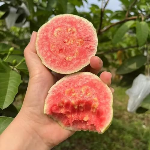 semi di guava, frutteto Psidium guajava, vecchie varietà rari serre da balcone per il giardino da balcone colonnare colonnari 80pcs