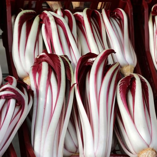 semi di cicoria - da giardino roccioso radicchio decorazioni da giardino per esterni appartamento esotiche orto balcone decorazione rara vecchie varietà sul balcone semi 400pcs