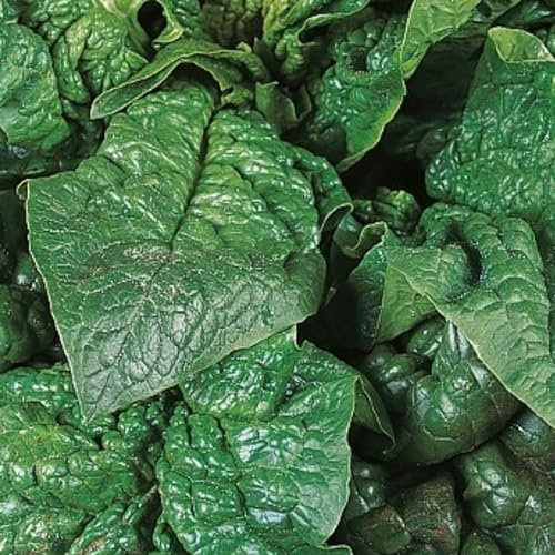 Giant Winter Spinach Seeds - 150 Over Winter Hardy Vegetable Seeds – Suitable for Indoor & Outdoor Planting in Pots or Soil in Allotment, Balcony or Garden – Packed in UK by Meldon Seeds
