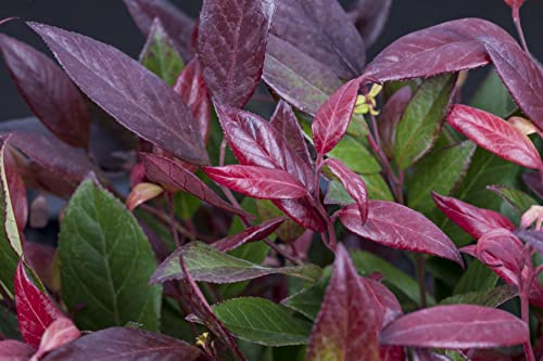 Traubenheide Leucothoe fontanesiana Little Flames 20-30 cm winterhart | Halbschattig, rotes Austriebslaub, ideal für Vorgarten, Terrasse und Grabbepflanzung, kompakter Wuchs