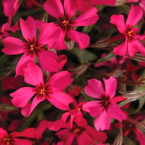 Pianta vera di Phlox subulata Red Wings - Diametro Vaso Ø 14 cm