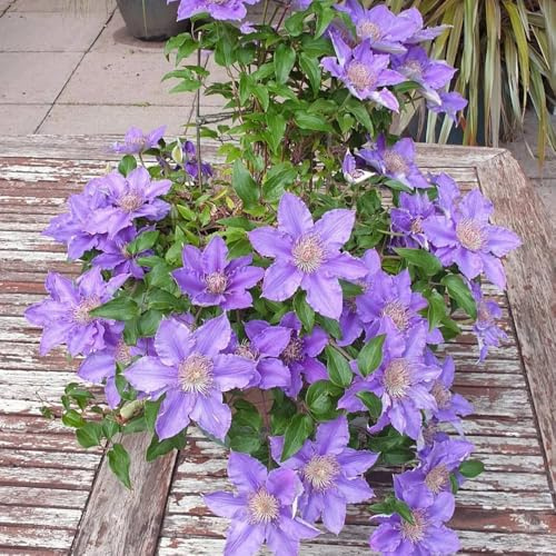 6bulbi resistenti di clematide, decorazione soggiorno, balcone da clematide, decorazione, balcone di campo resistenti