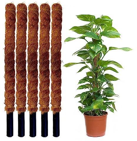 JARDINLIFE Tutor Fibra de Coco Natural para Plantas Trepadoras y Enredaderas, Guía para Las Raíces (Pack 5 unds 150 cm)