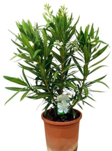 Planta natural Adelfa Nerium Oleander Blanca, 30 cm. Arbusto ornamental, con flores vistosas y muy resistentes. Segura Garden.