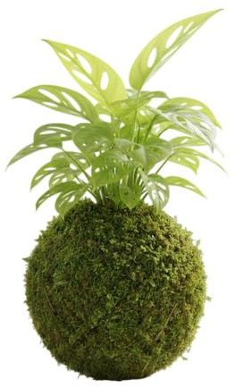 DECOALIVE Kokedama Artesanal Planta Queso Suizo Monstera Adansonii Interior