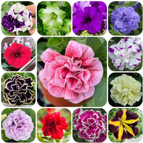 petunie - petunie ricadenti da giardino da semi di petunia rampicanti, giardino roccioso semi di selvatici ombra decorazione floreale organica per 850semi