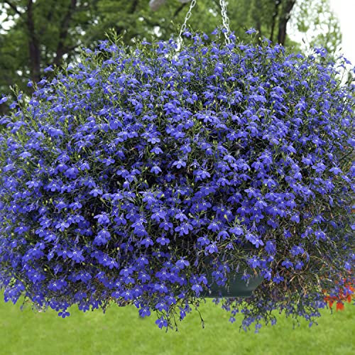 Welldales 50 Blue Sapphire Trailing Lobelia Seeds Hanging Basket & House Plant Flowers