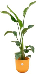 Baum-Strelitzie – Strelitzia nicolai mit Übertopf „Jazz Rund Gelb“ – ca. 100 cm hoch – Ø23 cm – große Zimmerpflanze – Paradiesvogelblume – tropisches Flair für dein Zuhause
