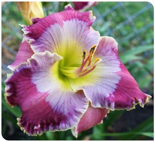 Daylily Bulbs Mix Golden Jade Carving Feels Beautiful Now Mixed Garden Crop Hemerocallis Bulbs for Planting Now UK Strong Plants That Grow Well -10 Bulbs-e