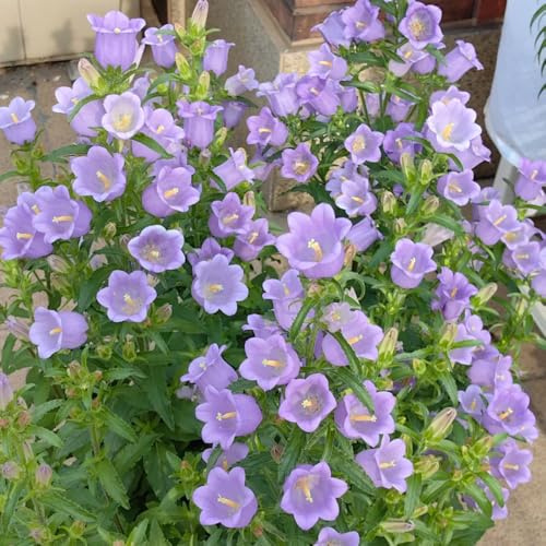 semi di campanula - balcone vecchie varietà biologici 500pcs