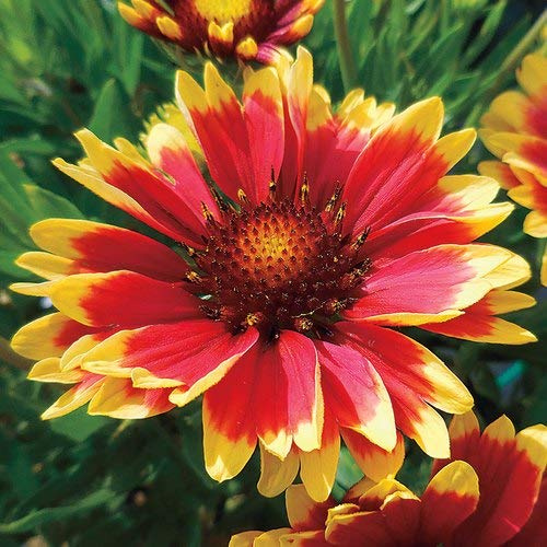 25 Stück Gaillardia Blumensamen: Package Contain Seeds