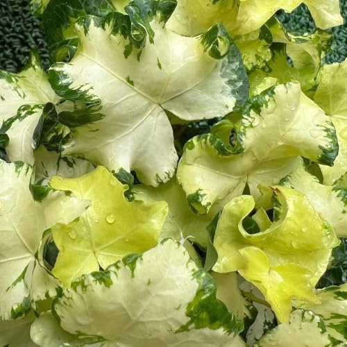 semillas de hiedra - Ivy Vines - colgantes, trepadoras Las balcón son perennes resistentes, balcón, exóticas, regalos para 125pcs