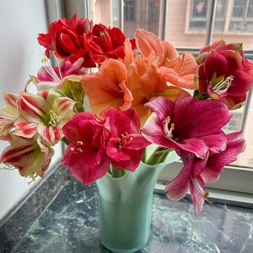 Bulbo di Amaryllis, Hippeastrum rutilum, decorativi per il balcone Bulbo di Amaryllis per giardino, bulbi di rustiche per balconi 2pcs