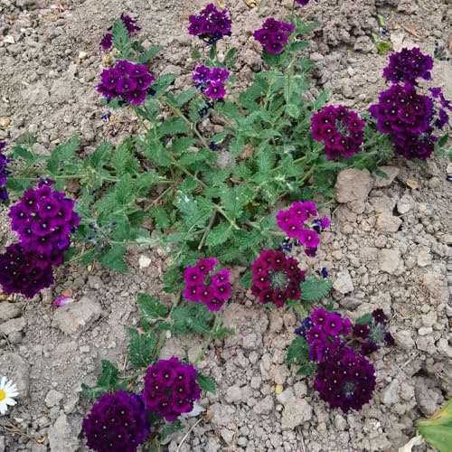 Semi di Verbena Hybrida, semi di varietà antiche Verbena Hortensis, le da giardino roccioso sono resistenti Le da giardino sono resistenti 600pcs
