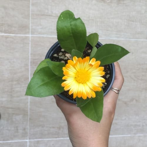 semi di calendula ornamentali per zone soleggiate Decorazioni autunnali per un giardino resistente d'appartamento rare di selvatici esotici balcone 550semi