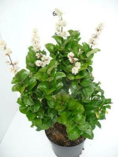 Ligustrum jap. 'Rotundifolium' - Troène 20-25 cm en pot