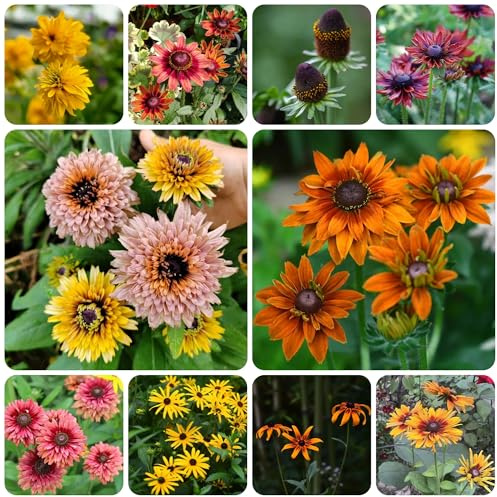 Semi di coneflower perenni resistenti di perenni resistenti, giardino roccioso di vecchie varietà, balcone 100pcs