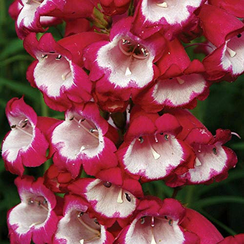 Penstemon 'Amelia Jayne' Plugs Hardy Perennial Flowering Garden Plants Easy to Grow Perfect for Cottage Gardens 3 Jumbo Plugs