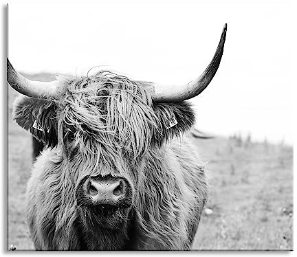 Highlandrind frontal in Schwarz-Weiss Herdabdeckplatte & Spritzschutz aus Echtglas | Für Herd-Kochfelder | 60x52 cm