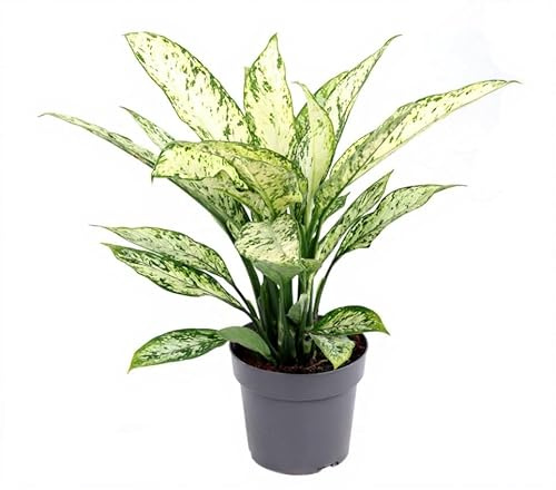 Dieffenbachia Vesuvius Dieffenbachie Zimmerpflanze mit panaschierten Blättern dekoratives Laub für Wohnzimmer und Büro