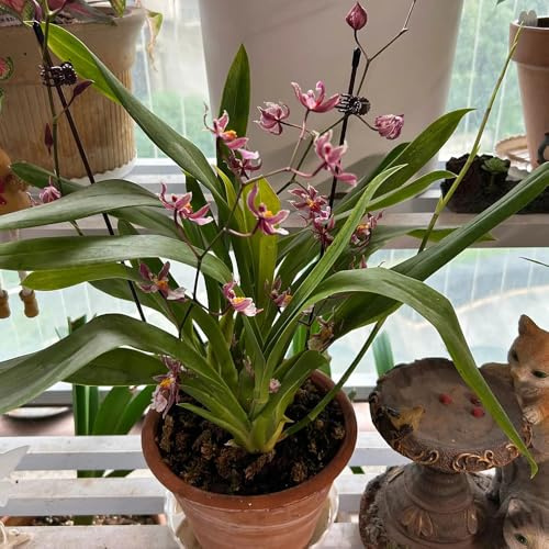 orchidea oncidium - balcone recisi primaverili, resistenti in vaso decorativo rampicanti, giardino roccioso giardino, balcone 850semi