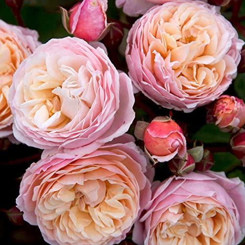 Kletterrosen in vielen Sorten und Farben (Im 5 Liter Container, New Dreams)