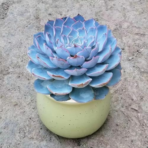 Comprar semillas de suculentas, resistentes para el jardín rocas 150pcs