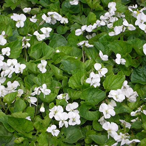 Blumixx Stauden Viola sororia 'Albiflora' – Weißes Pfingstveilchen, weiß blühend, winterharte Staude, pflegeleicht, für Beet